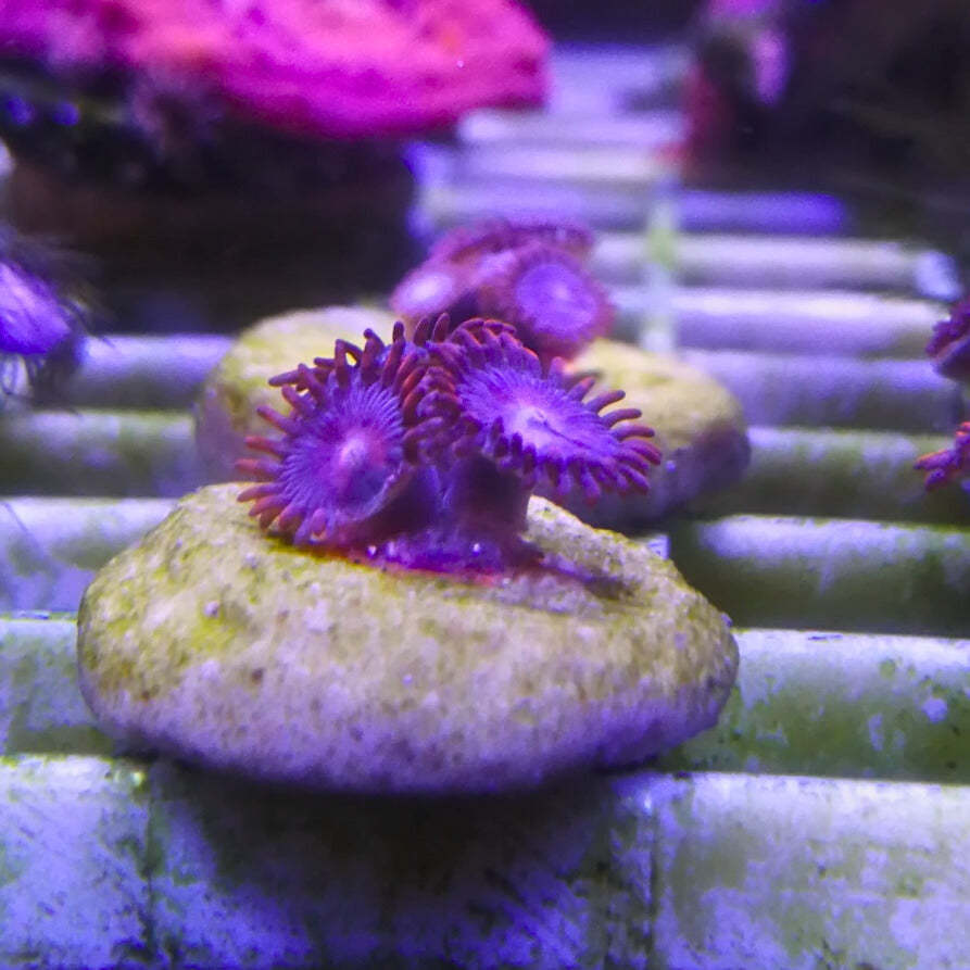 Superman Zoanthids