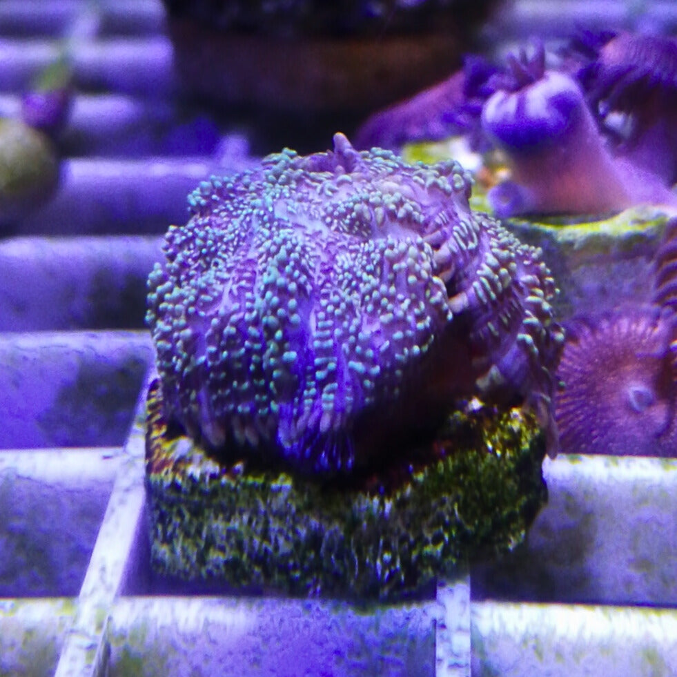 Green Rhodactis mushroom