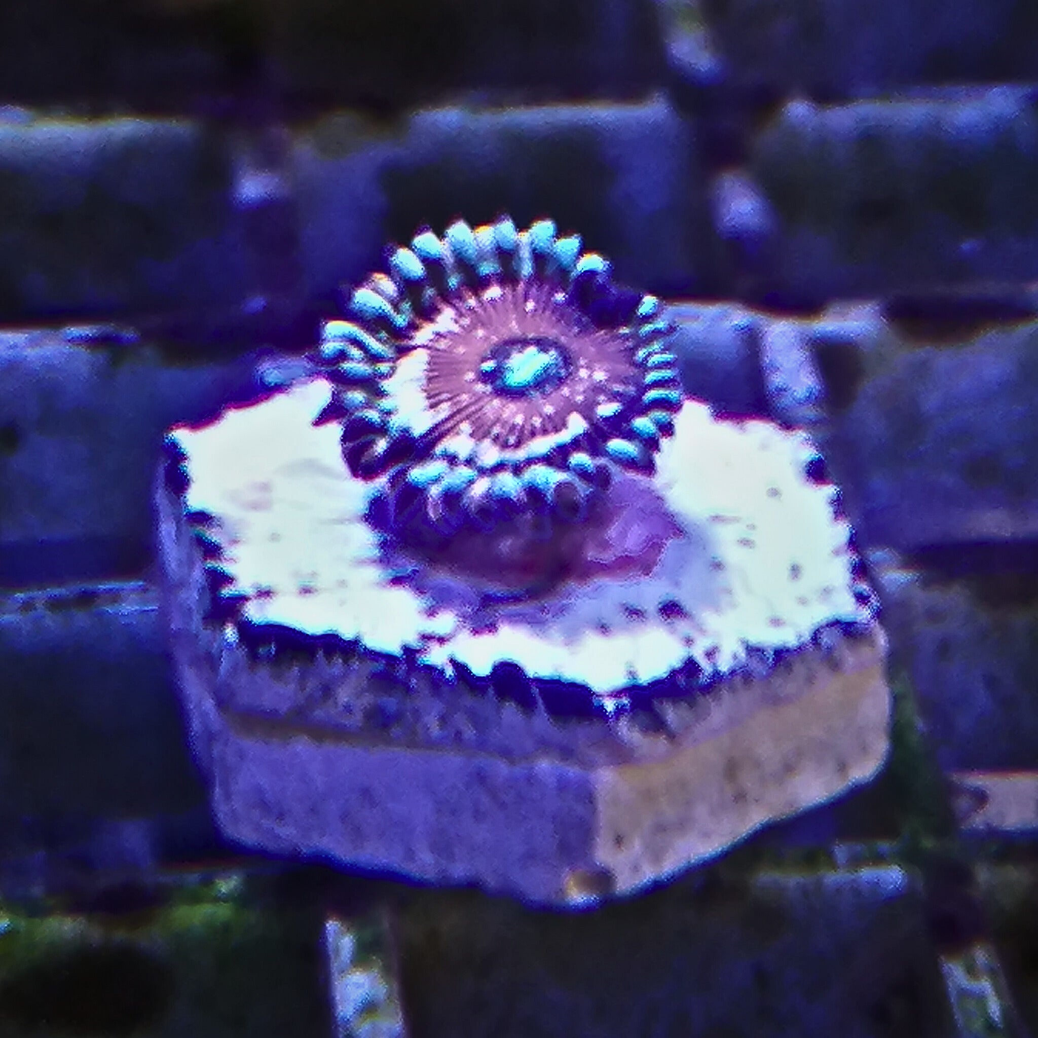 Salted Agave Zoa  Eco Coral Shop