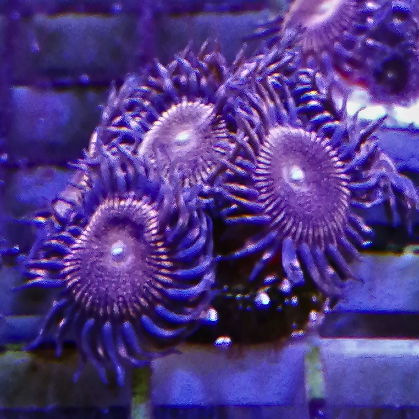 Un-named Zoa colony