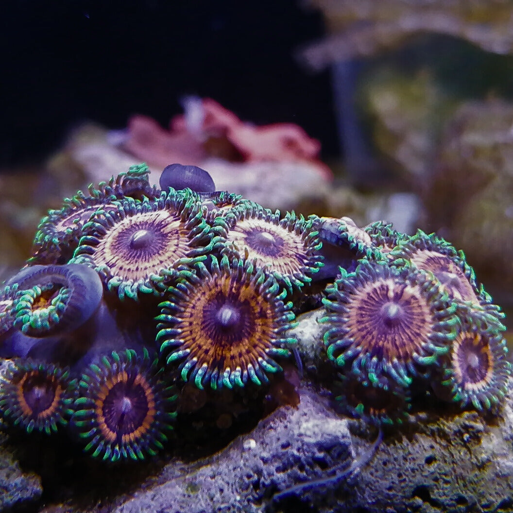 Neon orange with green skirt Zoanthids