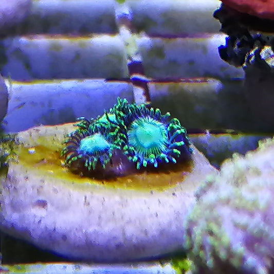 Radioactive green Dragon Eyes Zoanthids