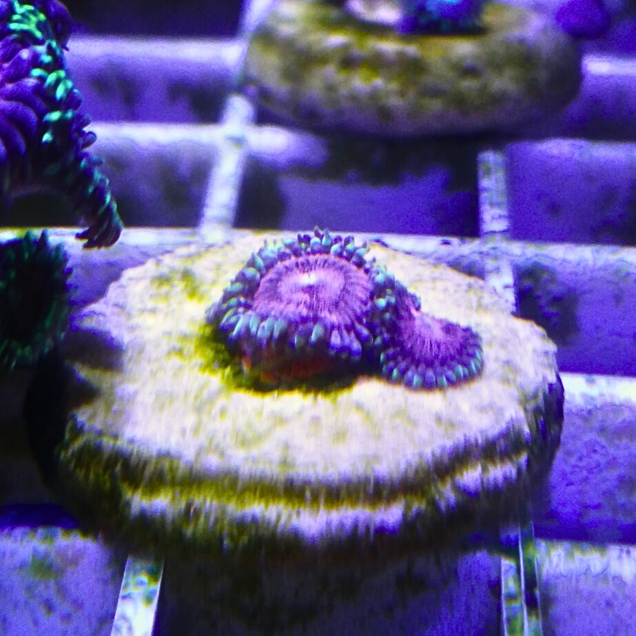 JF Blitzed Zoanthids